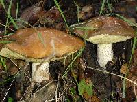 Suillus pungens image