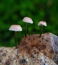 Marasmius quercophilus image