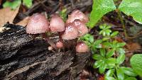 Mycena haematopus image