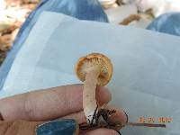 Lactarius chrysorrheus image