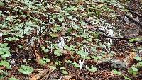 Clavaria fragilis image