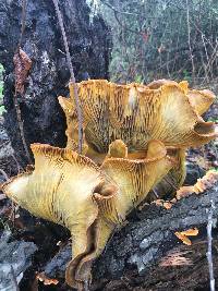 Omphalotus olivascens image