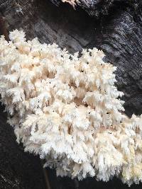 Hericium coralloides image