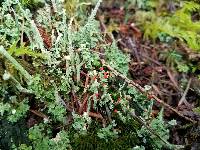 Cladonia bellidiflora image