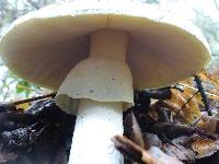 Amanita phalloides image