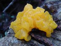 Tremella aurantia image