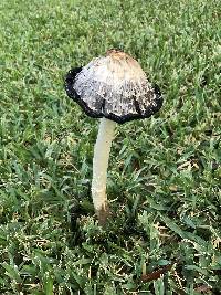 Coprinus comatus image