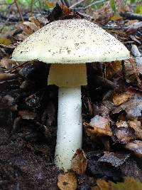 Amanita phalloides image