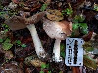 Entoloma ferruginans image