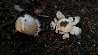 Geastrum saccatum image