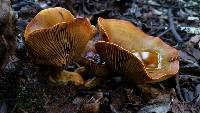 Omphalotus olivascens image