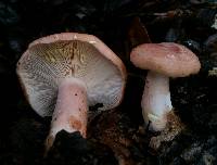 Lactarius xanthogalactus image