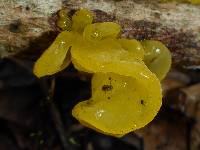 Tremella aurantia image