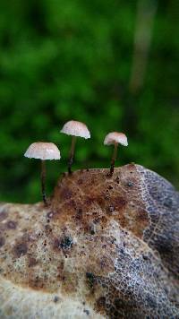 Marasmius quercophilus image