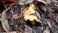 Cantharellus californicus image