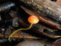 Mycena acicula image