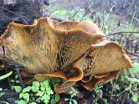 Omphalotus olivascens image