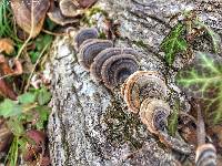 Trametes versicolor image