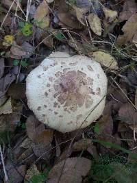 Chlorophyllum molybdites image