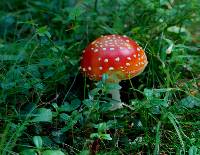 Amanita muscaria image