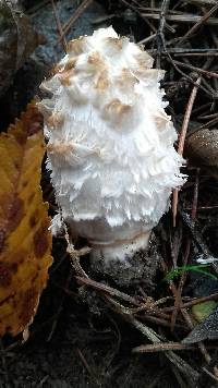 Coprinus comatus image