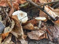 Image of Inocybe corydalina