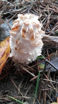 Coprinus comatus image