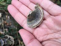 Trametes versicolor image