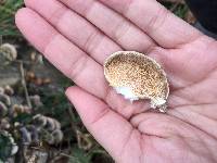 Trametes versicolor image