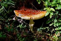 Amanita muscaria image