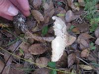 Chlorophyllum molybdites image