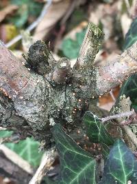 Nectria cinnabarina image