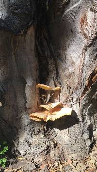 Laetiporus gilbertsonii image