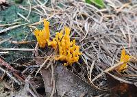 Calocera viscosa image