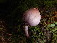 Inocybe geophylla var. lilacina image