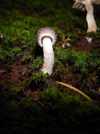 Inocybe geophylla var. lilacina image