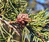 Gymnosporangium juniperi-virginianae image