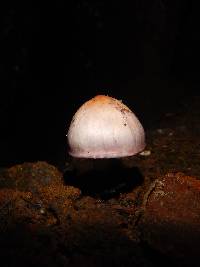 Inocybe geophylla image