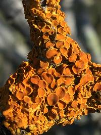 Xanthoria parietina var. parietina image