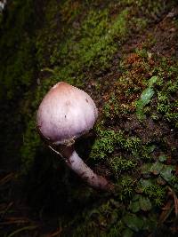 Inocybe geophylla var. lilacina image