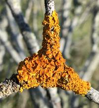 Xanthoria parietina var. parietina image