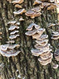 Trametes versicolor image