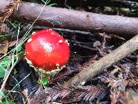 Amanita muscaria image