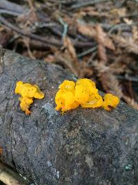 Tremella mesenterica image