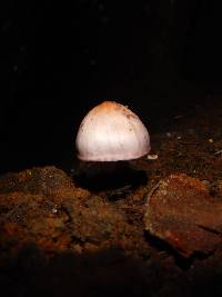 Inocybe geophylla image