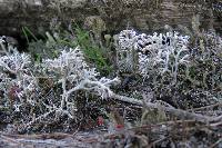 Cladonia rangiferina image