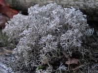 Cladonia rangiferina image