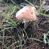 Amanita muscaria image