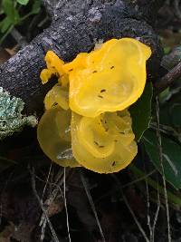 Tremella aurantia image