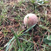 Amanita muscaria image